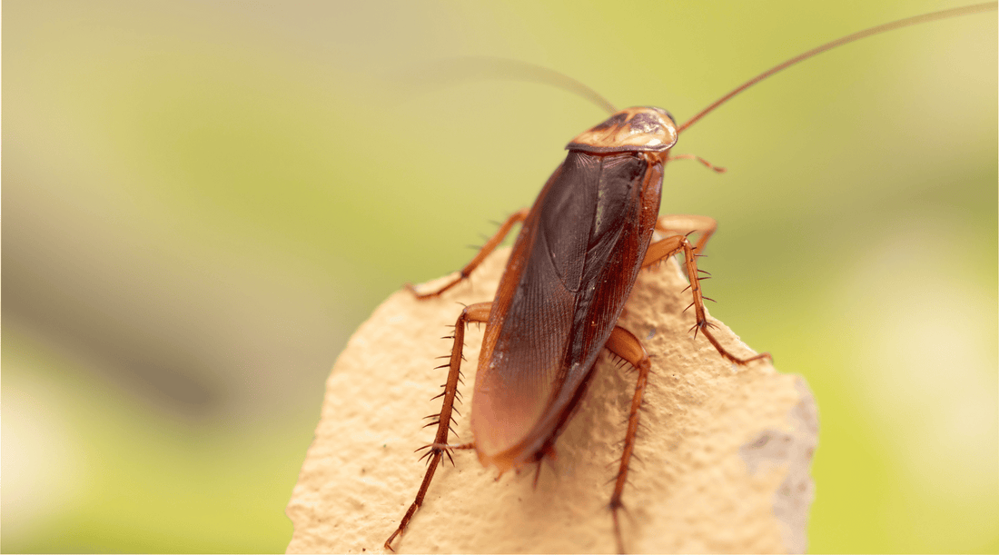 Scary looking cockroach