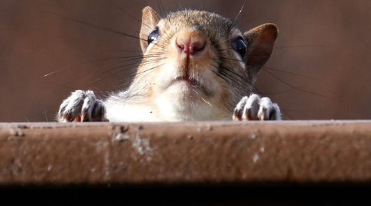 10 Proven Tips on How to Stop Squirrels