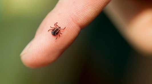 Tick on human finger