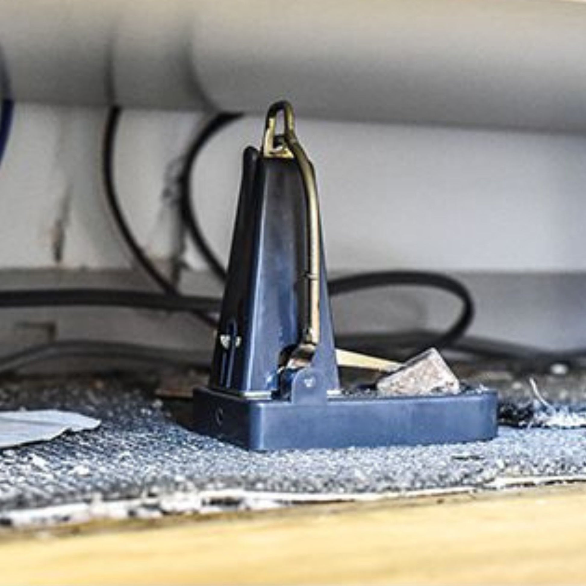 Black Cat Nano Rat Trap In Kitchen