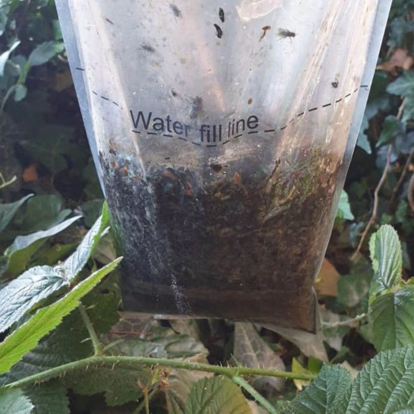 Eradisect Non-Toxic Fly Trap Bag - Catching Flies