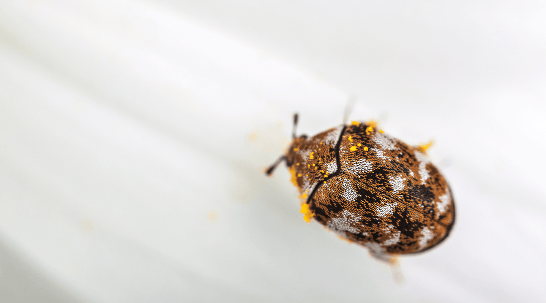 Adult carpet beetle