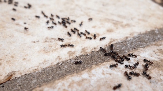 Ants crawling on paving stone