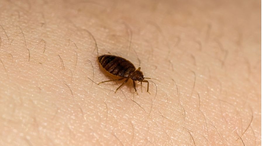 Bed bug on human skin