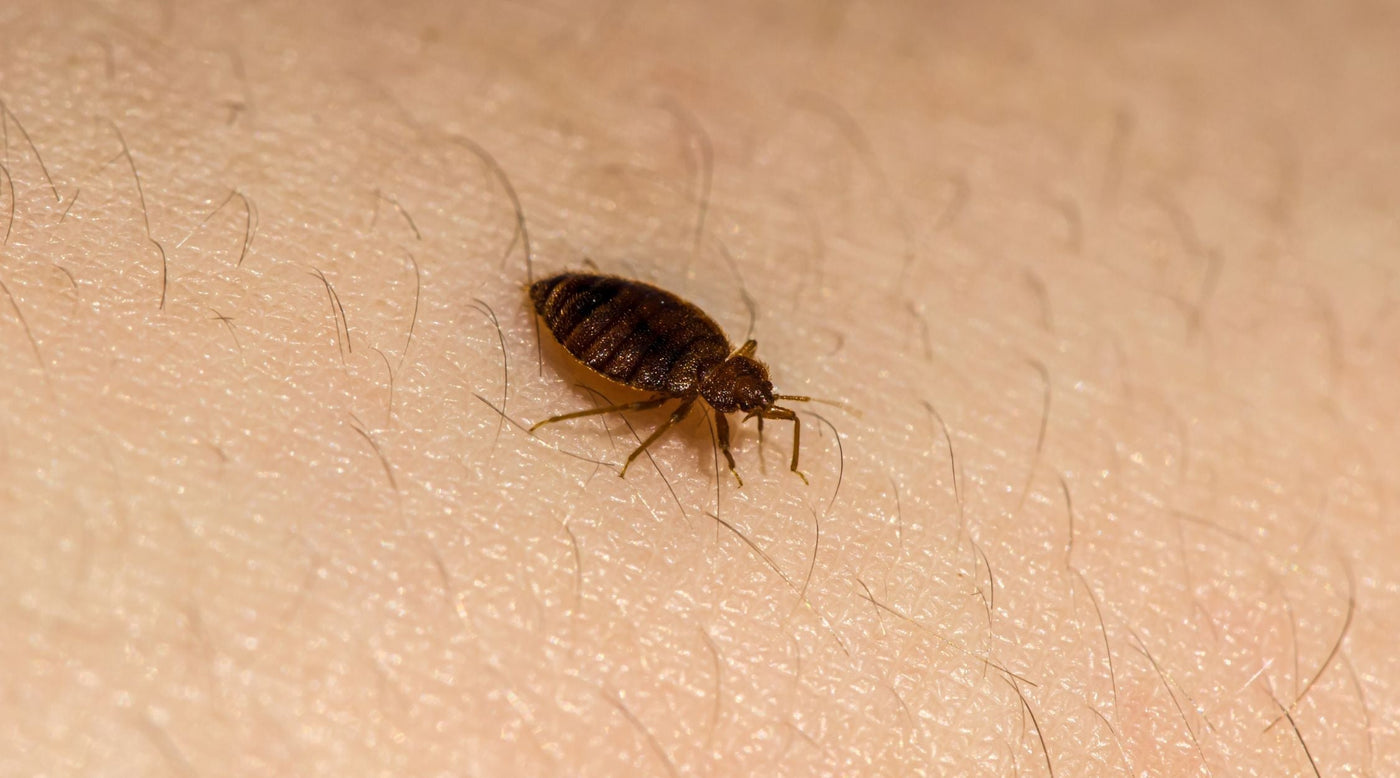 Bed bug on skin