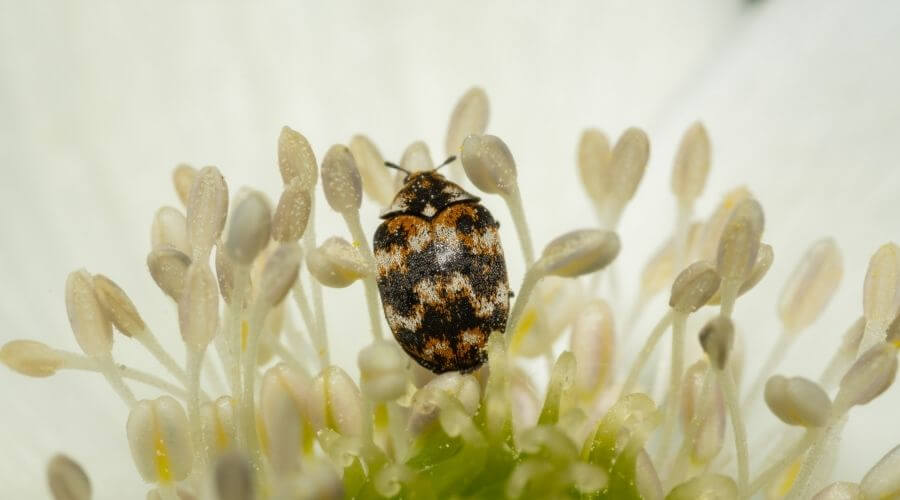 Carpet Beetle in plant