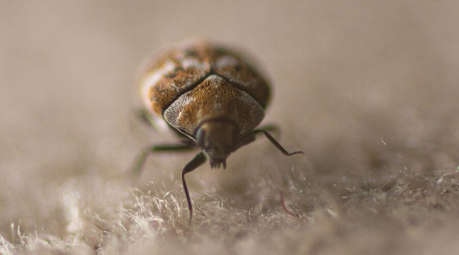 Crawling carpet beetle