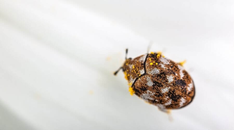 Carpet beetle crawling on white fabric