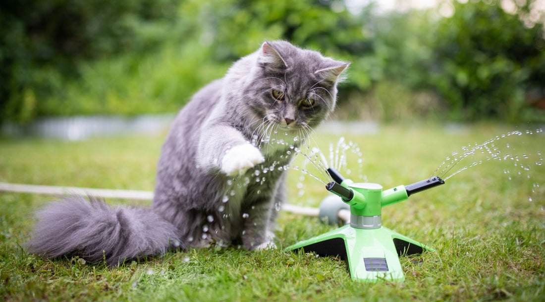 Cat playing with water sprinkler in the garden