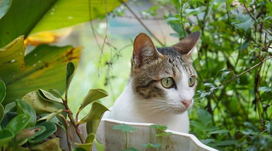 Cat staring in garden