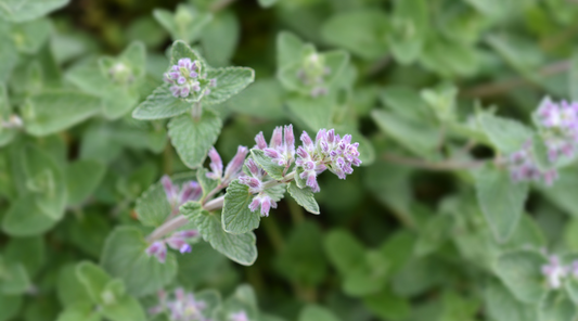 Catnip Plant as a Natural Rat Deterrent