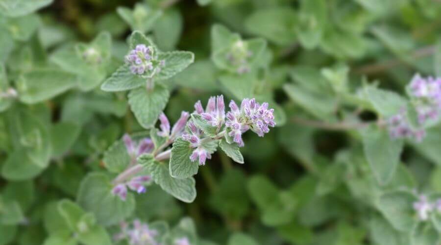 Catnip rat deterrent