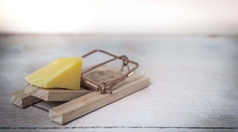 Cheese bait on mouse trap
