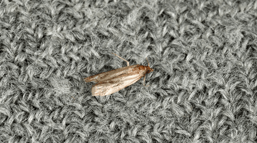 Clothese moth on fabric