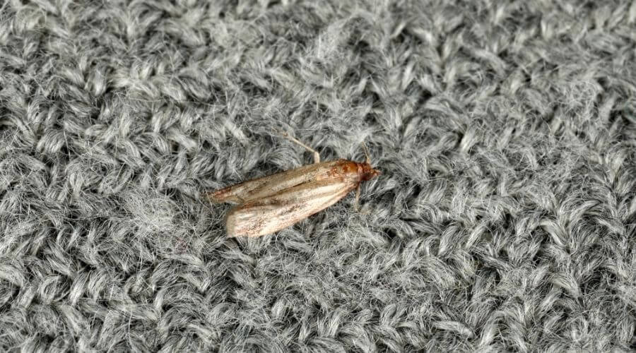 Clothes moth on fabric
