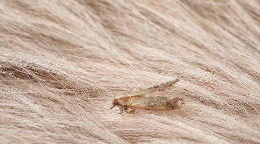 Clothes moth on fur like fabric