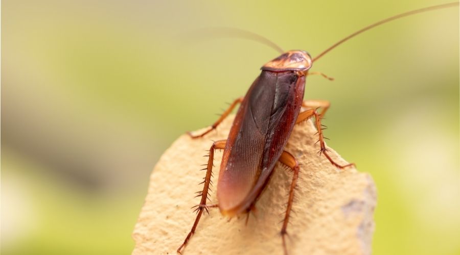 Cockroach on rock