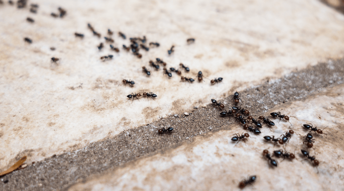 Colony of ants along path