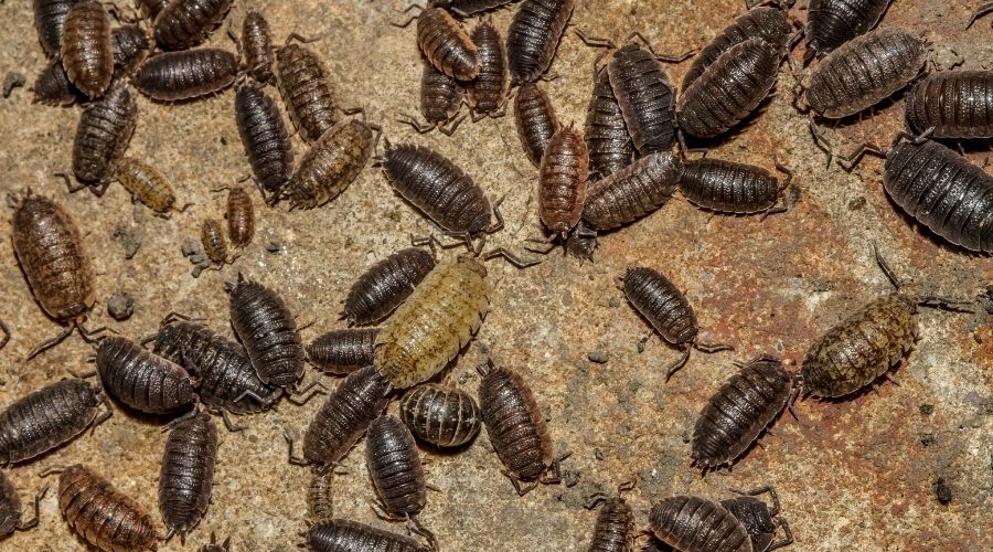 Colony of woodlice