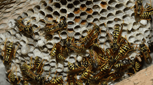 Controlling a wasp nest