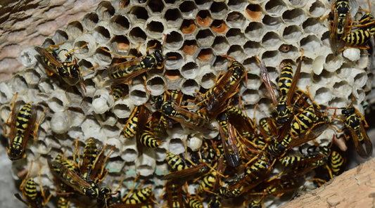 Controlling a wasp nest