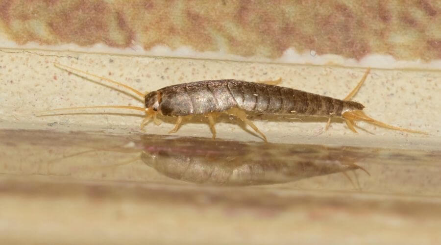 Crawling silverfish