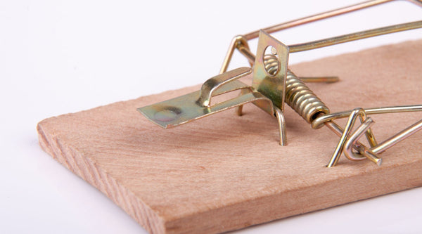 Why Isn't My Mouse Trap Working? 10 Reasons and Fixes