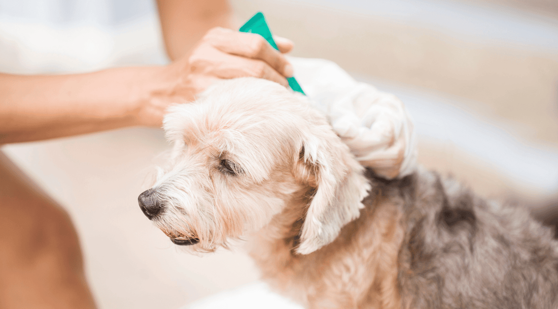 Dog receiving flea treatment