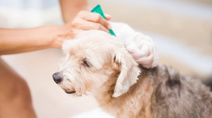 Dog receiving fleas treatment