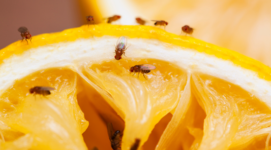 Flies eating your fruit in your house
