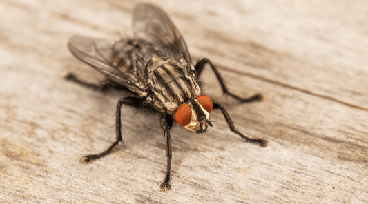 Fly on wooden surface