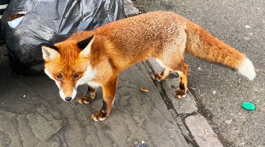 Fox in London street