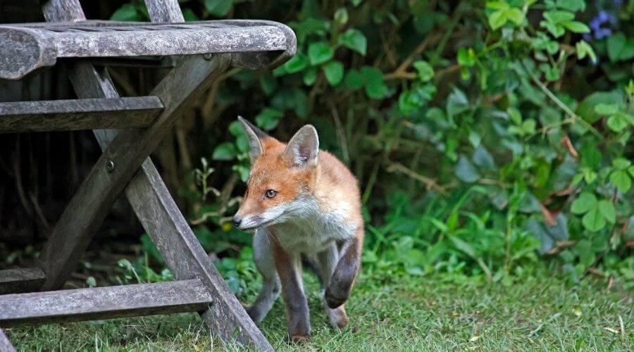 Fox walking in garden