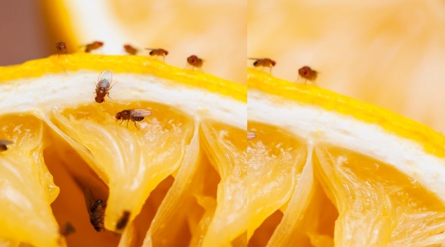 Fruit Flies on lemon