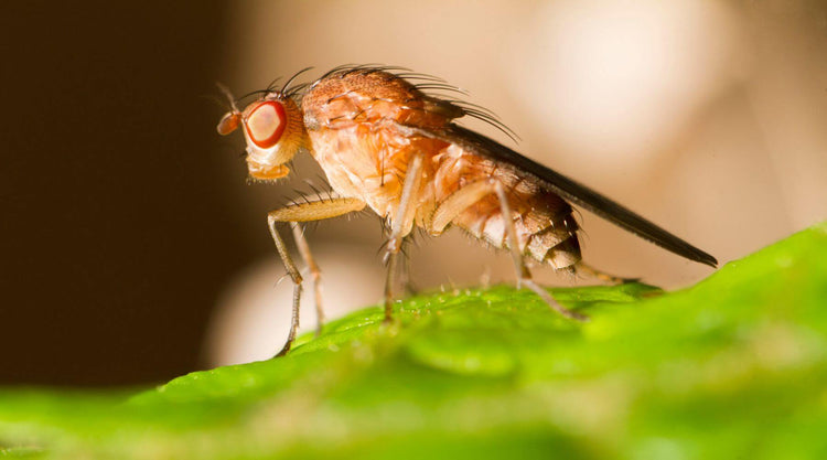 How to Get Rid of Fruit Flies