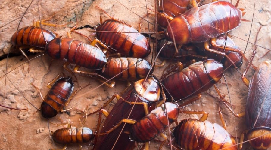 Group of cockroaches