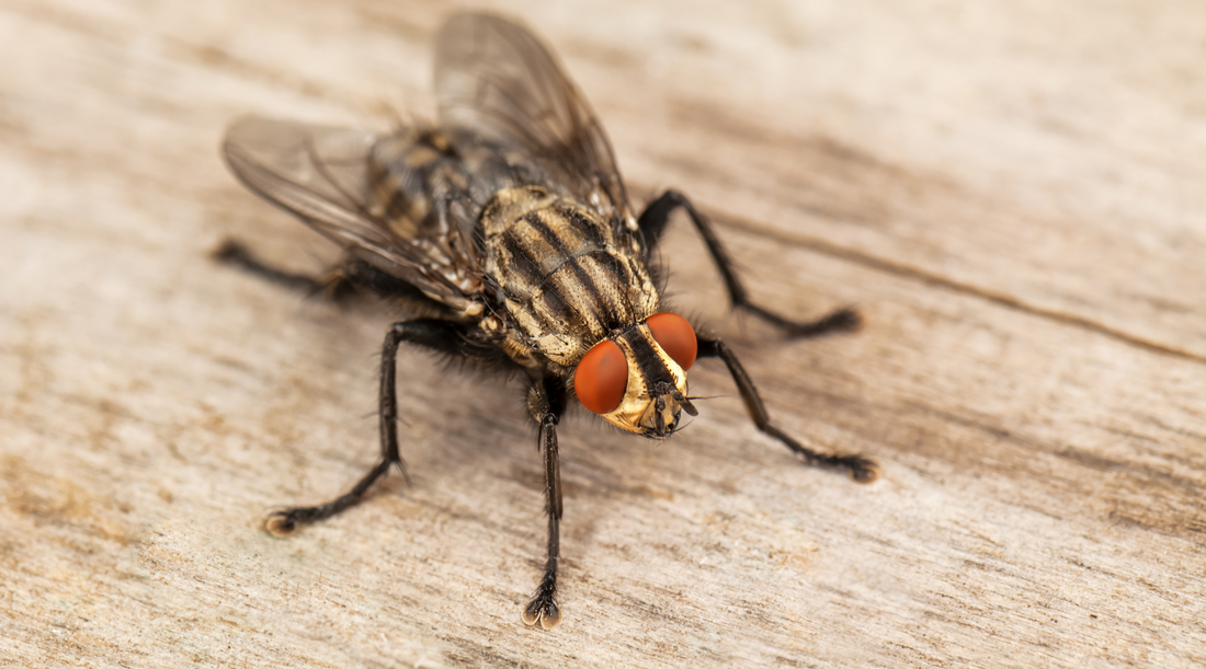 House Fly on Kitchen Top