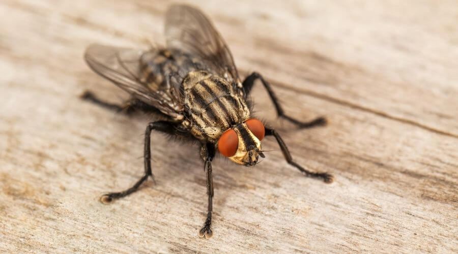 House fly on wooden surface