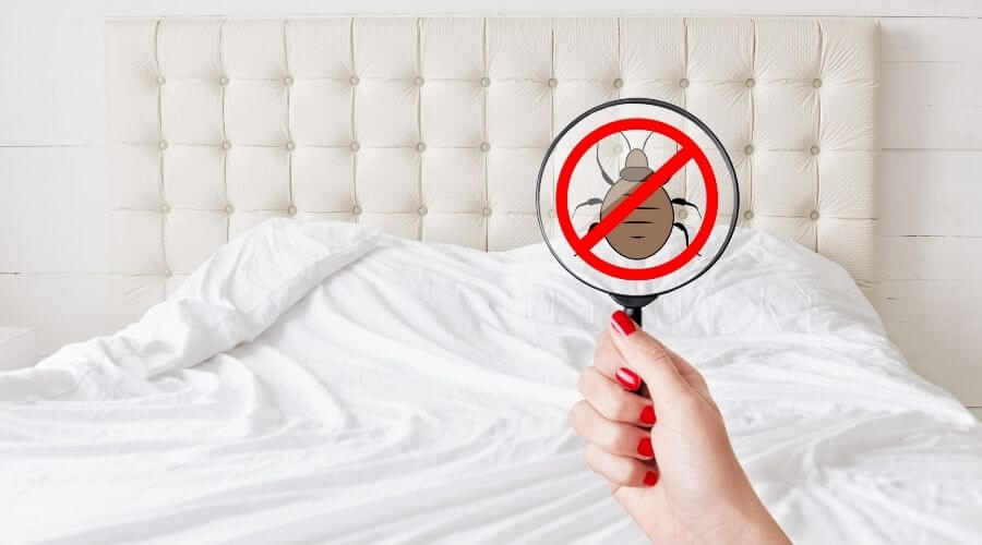 Looking for bed bugs with magnifying glass