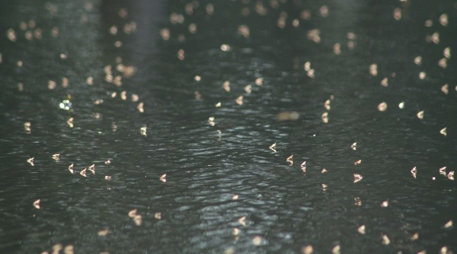 Midges over water