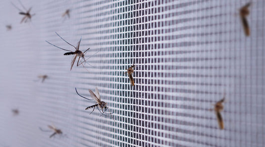 Mosquito Screen