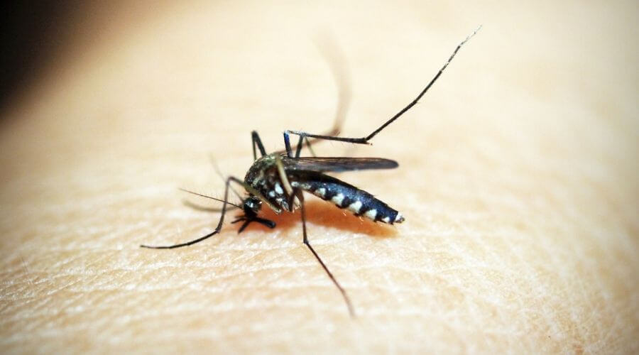 Mosquito on human skin