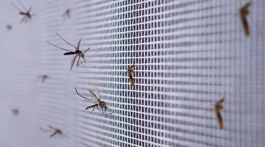 Mosquitoes on net