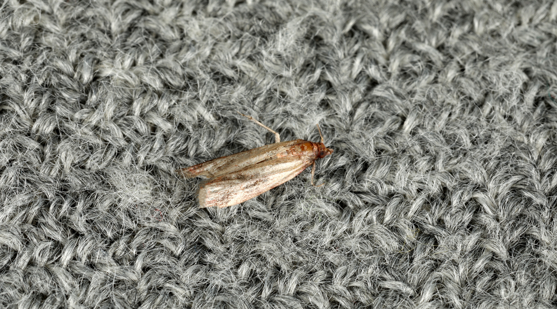 Moths on fabric
