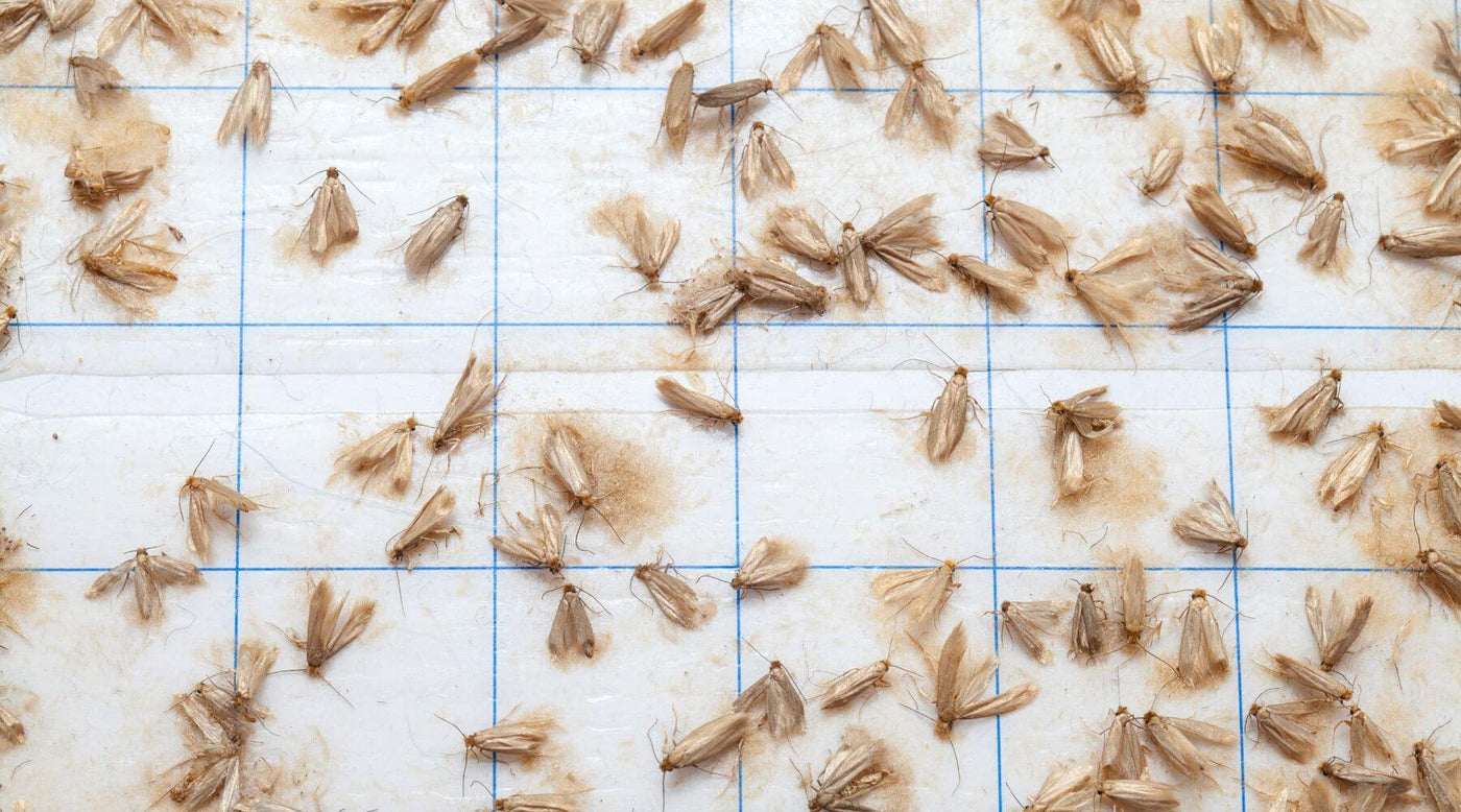 Moths trapped on moth trap