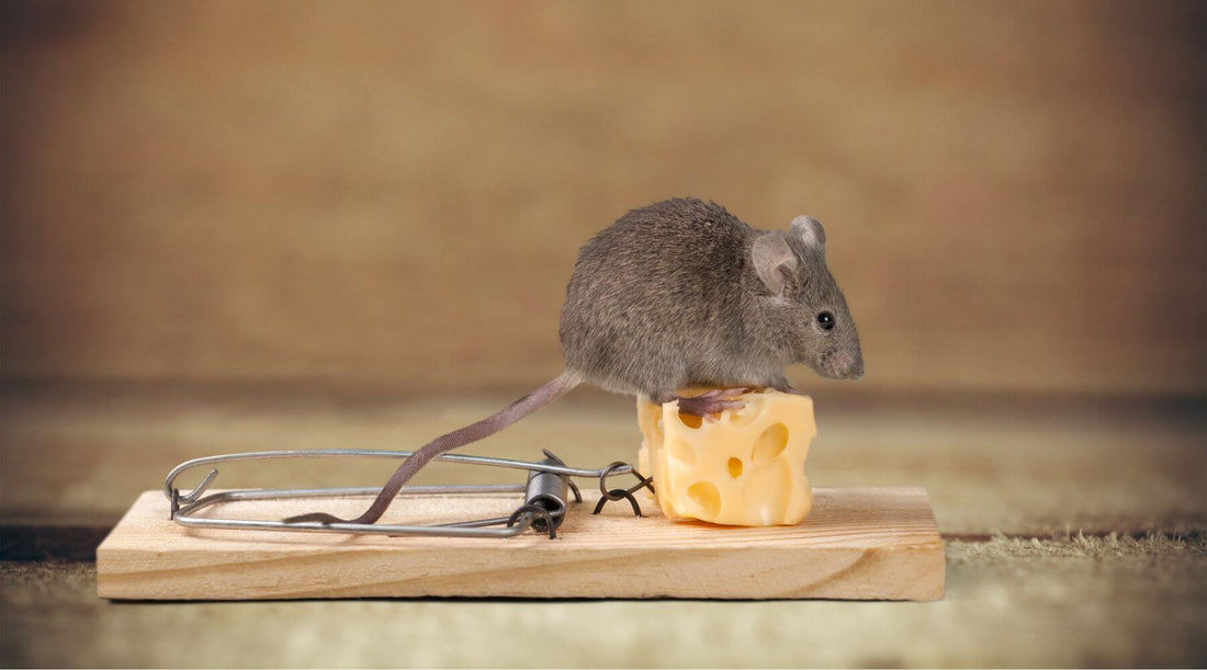 Mouse and cheese on mouse trap