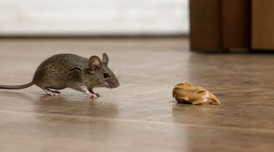 Mouse attracted by peanut butter