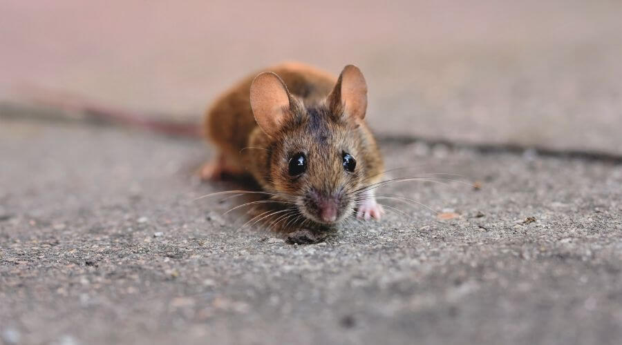 Mouse creeping up to living space in house