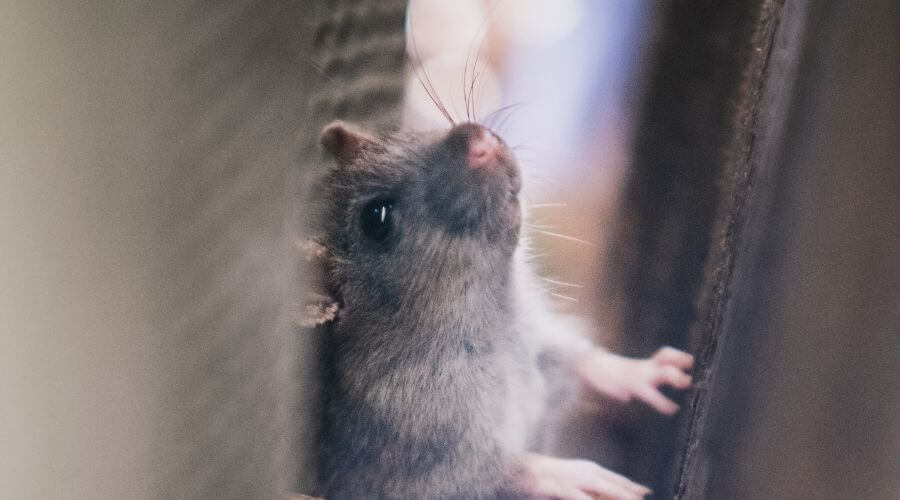 Mouse in cavity