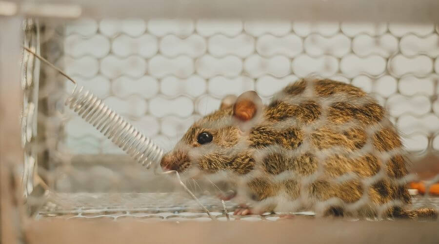 Mouse in live capture trap